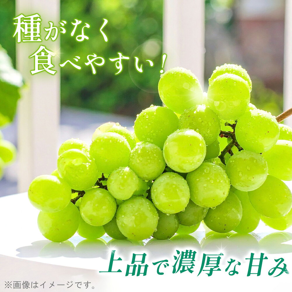 【ふるさと納税】シャインマスカット 種なし 1.6kg【あずまぶどう園】 ／ 産地直送 ぶどう マスカット フルーツ 旬 大野ぶどう 芳醇な香り とろける甘さ 高糖度 濃厚 甘み ジューシー 国産フルーツ お取り寄せ 送料無料 No.376