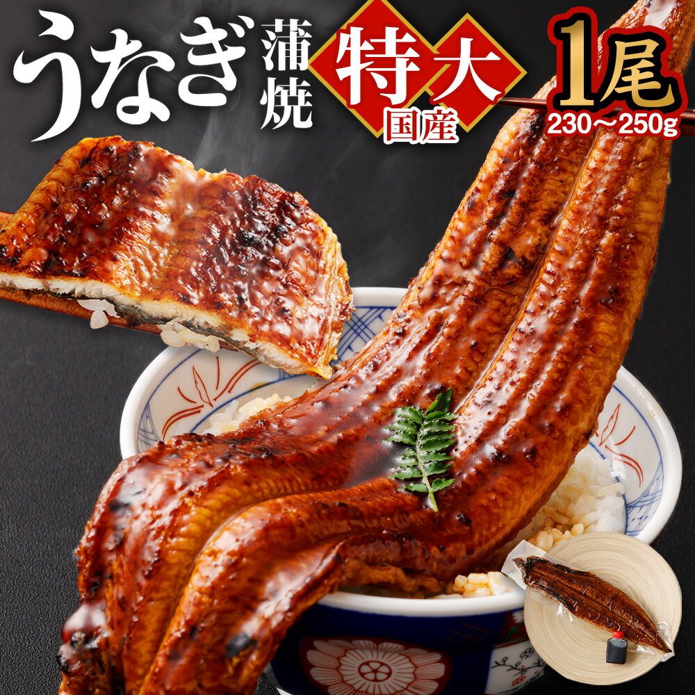 国産 特大 うなぎ 蒲焼 1尾 230〜250g 特製タレ1個セット うなぎ 鰻 ウナギ 人気 国産 蒲焼 蒲焼き unagi 土用の丑の日 グルメ タレ付き ひつまぶし 高級 冷凍 ギフト 贈り物 贈答用 プレゼント 送料無料