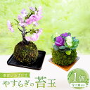 【ふるさと納税】やすらぎの苔玉 1個 季節のお任せ苔玉 受け皿付き( 直径12cm ) 苔 コケ 苔玉 自然 植物 リビング 玄関 オフィス デスク 和風 インテリア 置物 日本製 大阪府 阪南市 送料無料