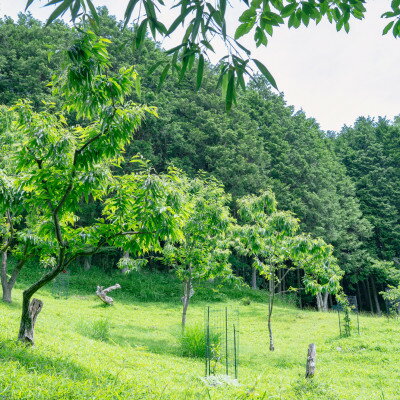 【ふるさと納税】【大阪能勢特産】栗ジャム 12個セット【1033669】