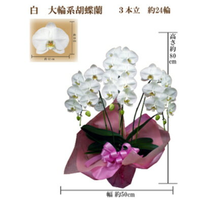 御供　胡蝶蘭　白大輪3本立　24輪　ラッピングカラー紫【1258115】