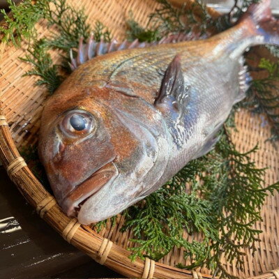 【活け締め】紀淡海峡の恵み・泉州みさき旬の魚/天然真鯛1尾【配送不可地域：離島・北海道・沖縄県】【1495645】