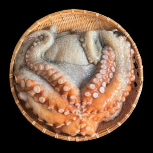 【ふるさと納税】【活け締め】紀淡海峡の恵み・泉州みさき旬の魚/真ダコ1尾 【配送不可地域:離島・北海道・沖縄県】【1496518】