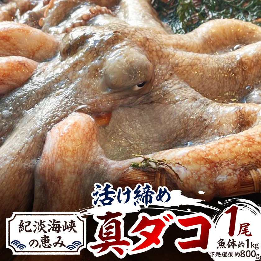 [活け締め]紀淡海峡の恵み・泉州みさき旬の魚/真ダコ1尾 _ タコ 真ダコ 蛸 たこ 真蛸 活け締め 魚介類 海鮮 海産物 おかず おつまみ 酒の肴 刺身 たこ焼き たこ飯 国産 大阪府 送料無料 [配送不可地域:離島・北海道・沖縄県]