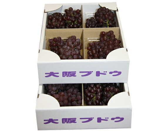 デラウェア（ぶどう） ／ デラウェア ぶどう 葡萄 ブドウ 大阪エコ農産物 エコロジー 約1.2kg 2箱 冷蔵便 果物 フルーツ 特産品 小粒 甘み 旬 No.082