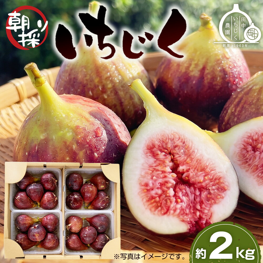 いちじく 朝採り [2026年配送]約2kg / 無花果 イチジク フルーツ くだもの 果物 果実 朝採れ 新鮮 ジューシー 甘い 朝取り 大容量 味わい 食べ比べ 旬 冷蔵配送 季節限定 自然の甘さ 産直 農家直送 河南町産 大阪 特産品 送料無料 大阪府 No.141