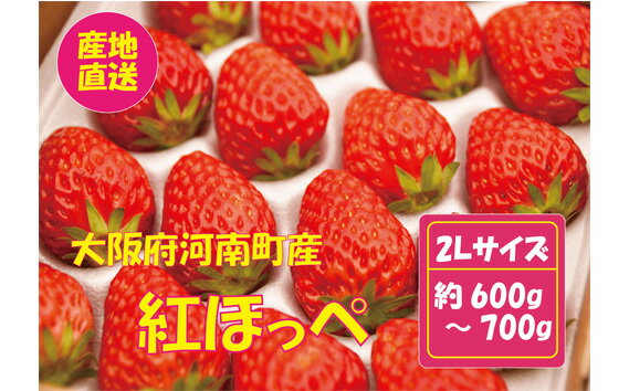 [紅ほっぺ]2Lサイズ(40粒) / 苺 いちご イチゴ 果物 フルーツ 送料無料 大阪府