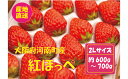 8位! 口コミ数「0件」評価「0」No.258 【紅ほっぺ】2Lサイズ（40粒） ／ 苺 いちご イチゴ 果物 フルーツ 送料無料 大阪府