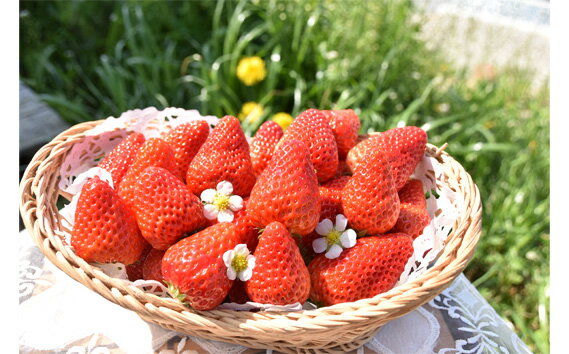 【ふるさと納税】 【紅ほっぺ】2Lサイズ（40粒） ／ べにほっぺ いちご 苺 果物 フルーツ 大きい 大粒 特大 丁寧梱包 贈答用 ギフト プレゼント 国産 河南町産 大阪府 特産 送料無料 No.258