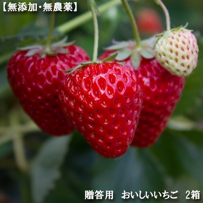 【ふるさと納税】【無添加・無農薬】贈答用 おいしいいちご 2箱 ／ いちご 無添加 無農薬 贈答用 2箱 約1136～1250g 自然の甘み 風味 無堆肥 微生物 除草剤 冷蔵便 賞味期限3日 ギフト No.343