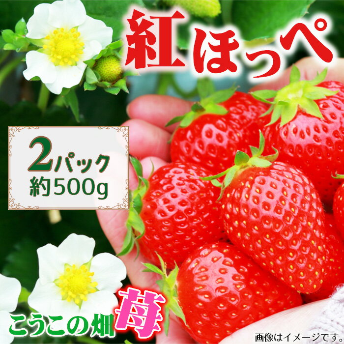 【ふるさと納税】No.392 こうこの畑 苺 紅ほっぺ ／ イチゴ いちご 果物 フルーツ うま味 コク 国産 農産物 送料無料 大阪府