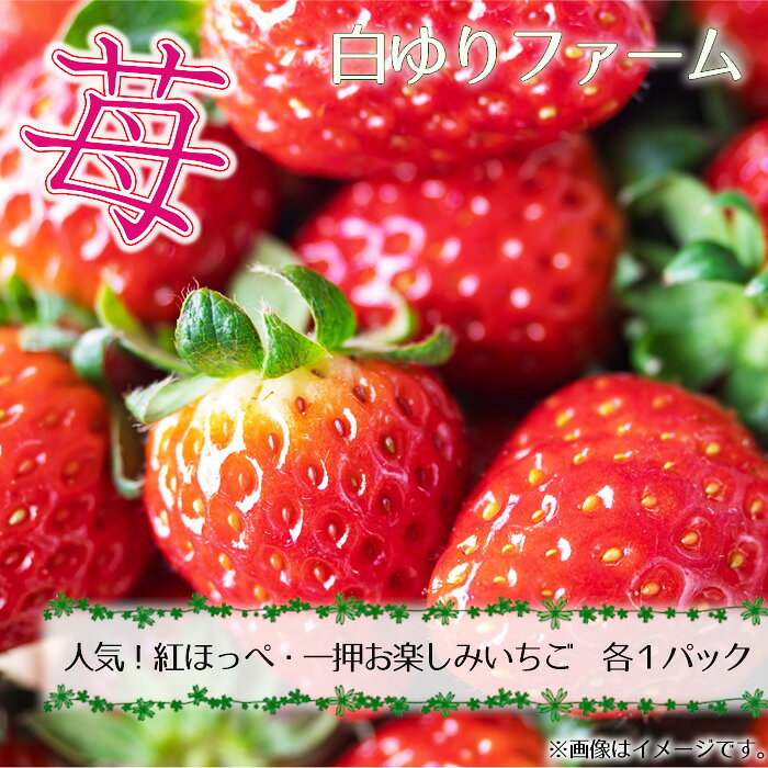 白ゆりファーム いちご 2パック（約500g） ／ いちご 苺 紅ほっぺ お楽しみいちご 2パック 約500g 恋みのり よつぼし はるひ ほしうらら 白いちご 天使のいちご 果物 フルーツ 冷蔵便 生鮮 別送 国産 No.393