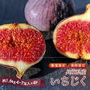 【ふるさと納税】【 先行予約 / 数量限定 】 兵庫県産 無花果 4パック (約1.6kg)【 いちじく イチジク フルーツ 果物 産地直送 甘い 送料無料 期...