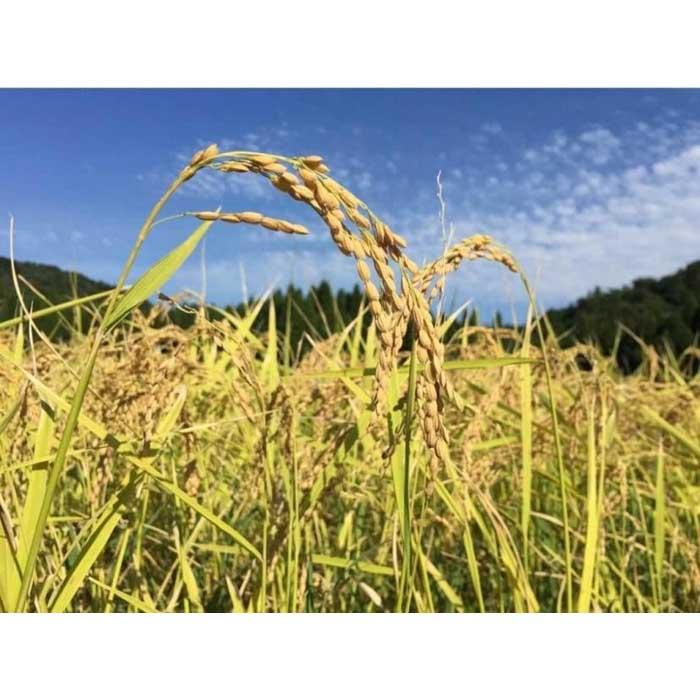 【ふるさと納税】特別栽培米　神戸のまごころ　コシヒカリ 玄米　10kg（5kg×2袋）