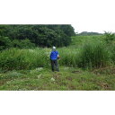 【ふるさと納税】空き家空地の草刈、竹林・雑木林等の伐採、⇒運搬⇒リサイクル(30000円相当) | 券 人気 おすすめ 送料無料(3)