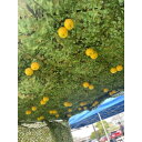 【ふるさと納税】移動農園体験チケット(味覚狩り体験) | 農業体験 券 チケット おすすめ 送料無料