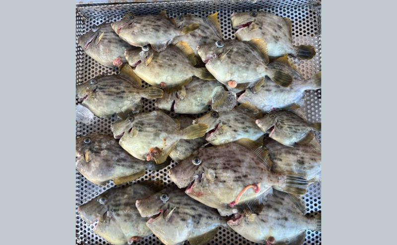 【ふるさと納税】瀬戸内海 家島近郊船釣り体験(遊漁船で1日10名まで) 体験チケット...