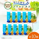 【ふるさと納税】清らか野菜 フリルレタス10個入り【配送不可地域:離島】【1335073】