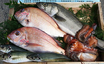 【ふるさと納税】まえもん鮮魚BOX 【魚介類・魚貝類・魚・セット・詰め合わせ】