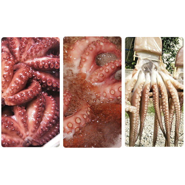 干物 タコ みんな探してる人気モノ 干物 タコ 食品 干物 タコ みんな探してる人気モノ 干物 タコ 食品