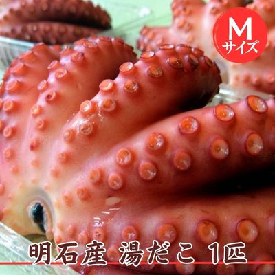 【ふるさと納税】明石産 湯だこ 1匹 Mサイズ[ 明石たこ ボイルたこ 蛸 ]　【 魚貝類 海の幸 海鮮 身 甘い 弾力 食感 酢の物 天ぷら 明石焼 タコ焼き 食材 タコ飯 つまみ 肴 マリネ アヒージョ 国産 日本産 】