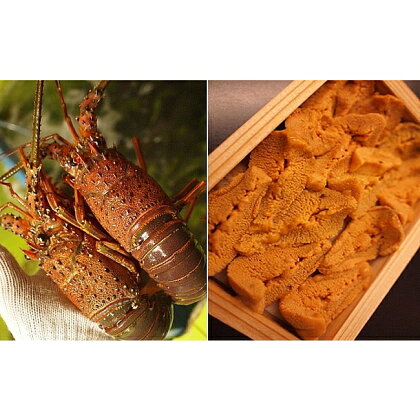 B026*淡路産由良の赤ウニ(80g×3枚)と伊勢エビ(小2尾)