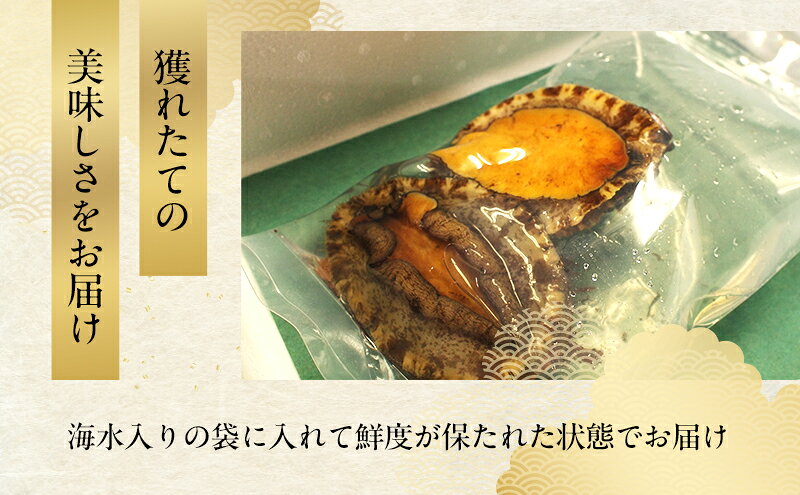 【ふるさと納税】天然 活あわび 活サザエ セット 詰め合わせ アワビ 1個 サザエ 2個 活鮑 黒あわび あわび 鮑 石巻貝 貝 貝類 海鮮 海鮮セット 刺身 お刺身 BBQ バーベキュー 冷蔵 淡路島 洲本市 f282057-sumoto-10002159 兵庫県洲本市 サンプル画像3