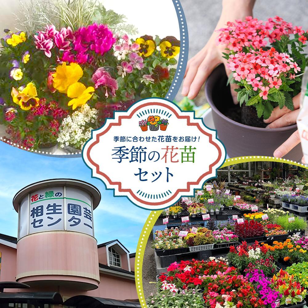 [通年受付]季節の花苗セット(10〜16ポット) | お花 植物 ガーデニング 季節のお花 花苗 人気 おすすめ 送料無料