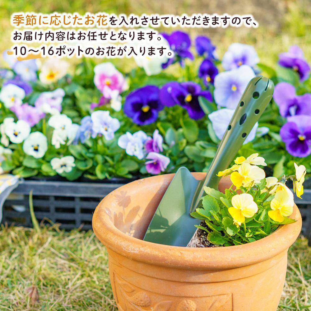 【ふるさと納税】【通年受付】季節の花苗セット（10～16ポット） | お花 植物 ガーデニング 季節のお花 花苗 人気 おすすめ 送料無料