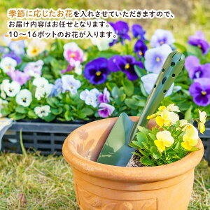 【ふるさと納税】【通年受付】季節の花苗セット（10～16ポット） | お花 植物 ガーデニング 季節のお花 花苗 人気 おすすめ 送料無料