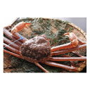 【ふるさと納税】【予約】 タグ付き 活松葉ガニ 約1kg / カニ 刺身 活 生 蟹 松葉がに 松葉蟹 松葉ガニ タグ 付き 蟹 かに 予約 かに刺し かにしゃぶ かにすき 焼きガニ 【1月20日以降順次発送】