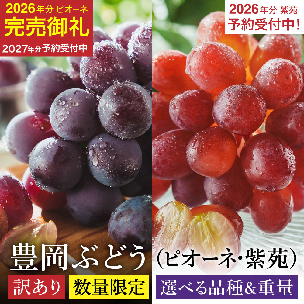【ふるさと納税】【2026年先行予約】数量限定 訳あり 豊岡ぶどう ピオーネ・紫苑 選べる内容量 2・4・6・8パック / 1パック約300g ピオーネ 紫苑 ブドウ 葡萄 訳ありぶどう 大粒 強い甘み 爽やかな酸味 新鮮 果物 産地直送 くだもの フルーツ f282090-toyooka-10004421 兵庫県豊岡市 パッケージ画像
