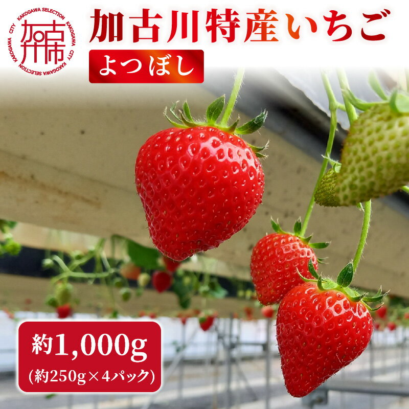 兵庫加古川(小林農園)特産いちご 4パック[1月中旬より順次発送][ 苺 いちご 期間限定 よつぼし フルーツ 果物 国産 送料無料 ]