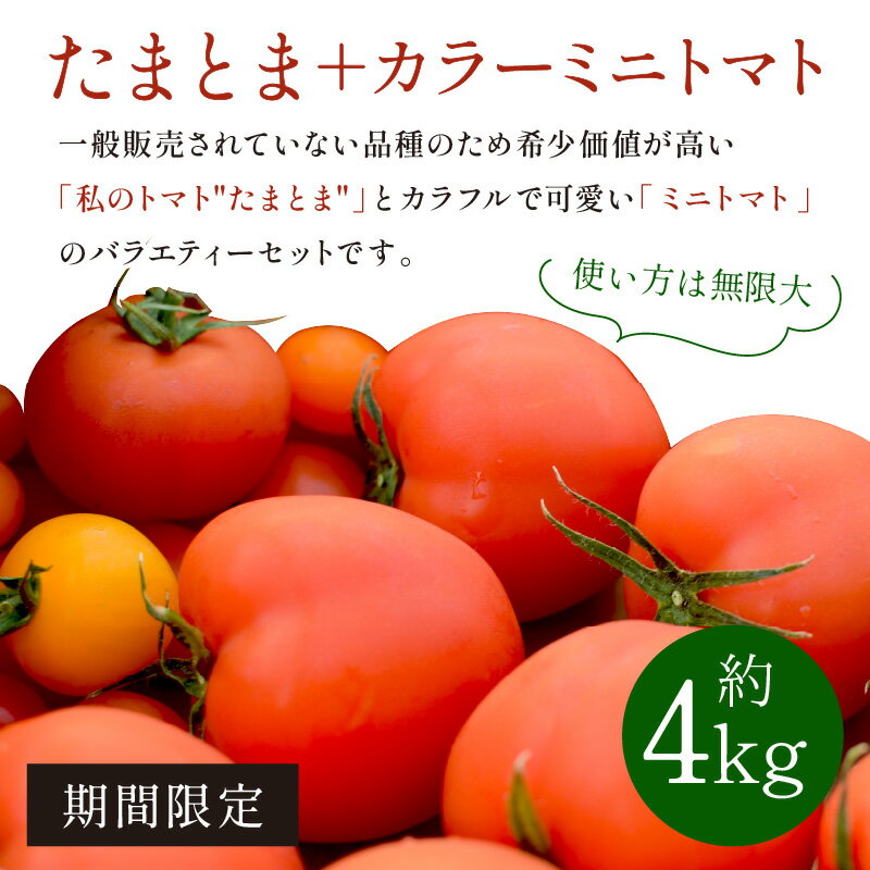 【ふるさと納税】【お届け月が選べる・限定出荷】たまとま＋カラーミニトマト(約4kg) 《 野菜 トマト ミニトマト カラートマト 期間限定 送料無料 》