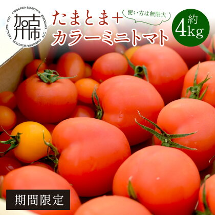 【お届け月が選べる・限定出荷】"たまとま"＋カラーミニトマト(約4kg) 《 野菜 トマト ミニトマト カラートマト 期間限定 送料無料 》