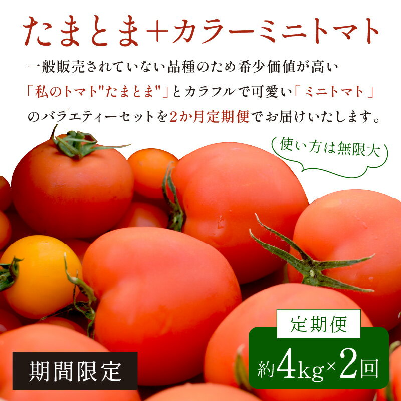 【ふるさと納税】【限定出荷】たまとま＋カラーミニトマト(約4kg)[定期便2回] 《 野菜 トマト ミニトマト カラートマト 定期 定期便 2回 送料無料 》
