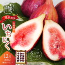 【ふるさと納税】【レビューキャンペーン】兵庫県産 いちじく(桝井ドーフィン)《 数量限定 限定 果物 くだもの フルーツ いちじく 無花果 大玉 12玉 》
