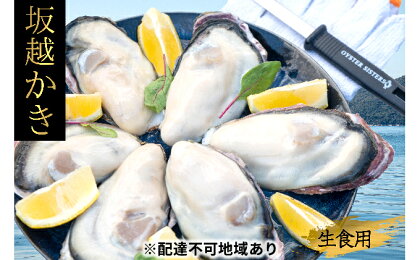 坂越かき 殻付き86個(牡蠣ナイフ・軍手付き)サムライオイスター 【魚貝類・生牡蠣・かき・カキ・シーフード】 お届け:2018年12月1日〜2019年4月30日