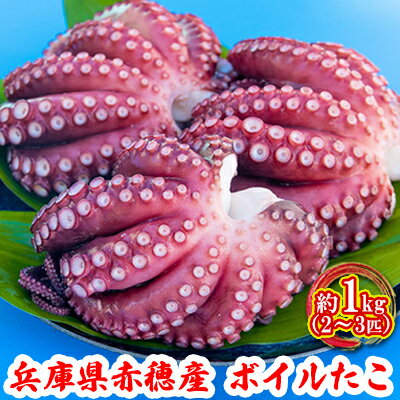 播州赤穂坂越産 岩牡蠣 せとの華 魚貝類 生牡蠣 かき お届け 21年4月1日 21年6月30日 ふるさと納税バイブル 播州赤穂坂越産 岩牡蠣 せとの華 魚貝類 生牡蠣 かき お届け 21年4月1日 21年6月30日 ふるさと納税バイブル