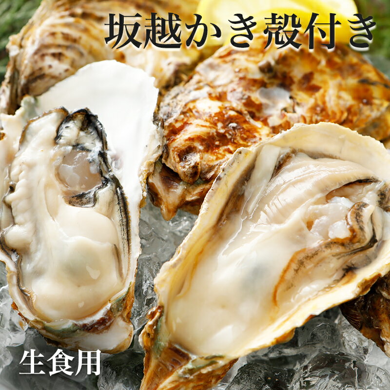 坂越産 殻付き牡蠣 45個 オイスターナイフ付き 牡蠣 かき カキ 殻付 生食 魚貝類 生牡蠣 かき カキ 牡蠣 ナイフ オイスターナイフ 殻付き お届け 年12月上旬 21年4月下旬 ふるさと納税バイブル