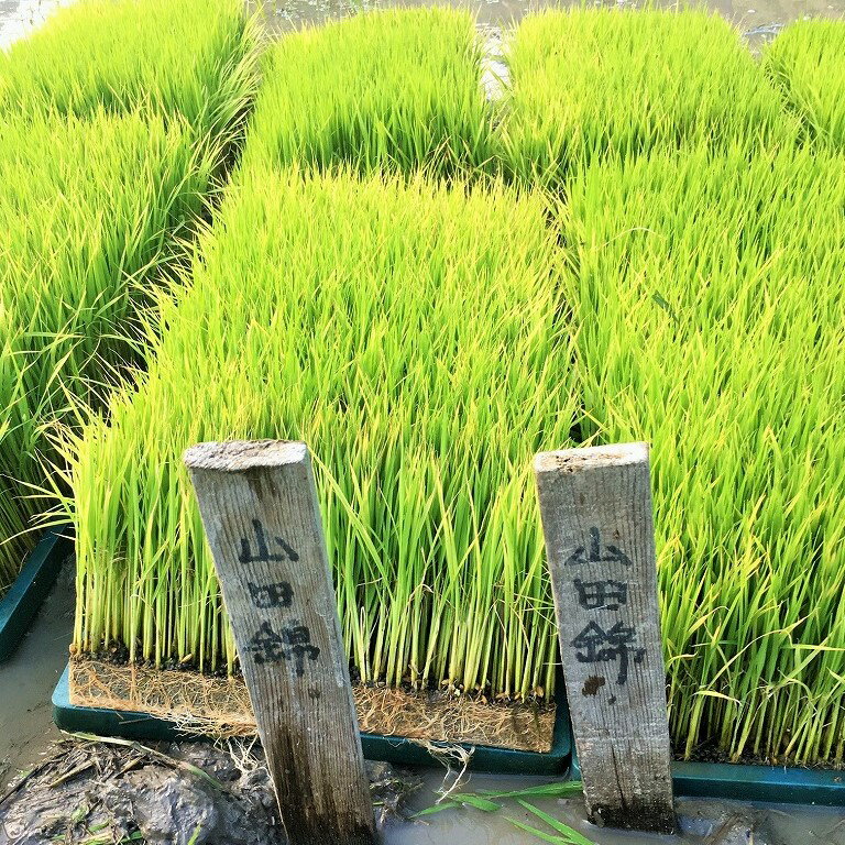 【ふるさと納税】【醸し人九平次】 彼の地（かのち）純米大吟醸（720ml）西脇市産山田錦使用 日本酒 萬乗醸造 お酒 日本酒 ワイン 限定 プレゼント ギフト お取り寄せ こだわり 晩酌