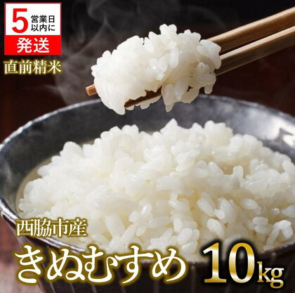 【令和5年産 きぬむすめ】白米10kg（10kg×1袋）2023年産【5営業日以内に発送】