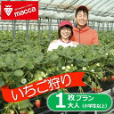 【ふるさと納税】いちご畑maccaで使えるいちご狩り(小学生以上1名)チケット