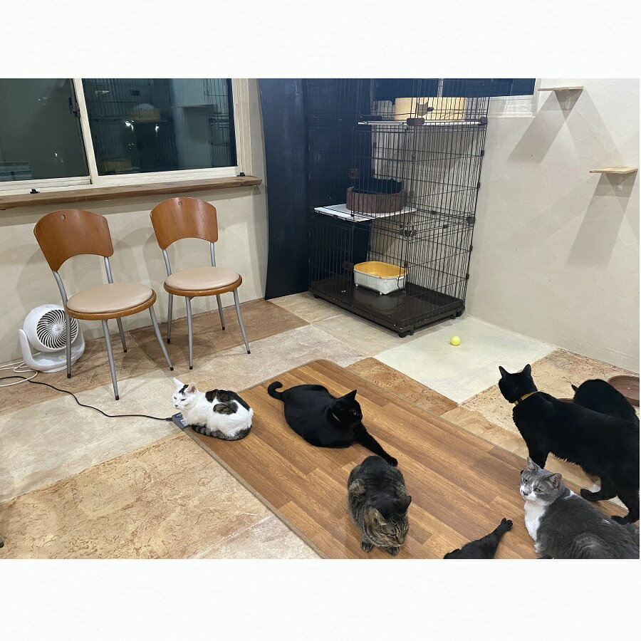 【ふるさと納税】猫スペース1日貸し切り券の紹介画像3