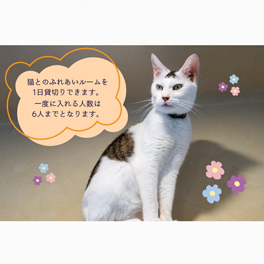 【ふるさと納税】猫スペース1日貸し切り券の紹介画像2
