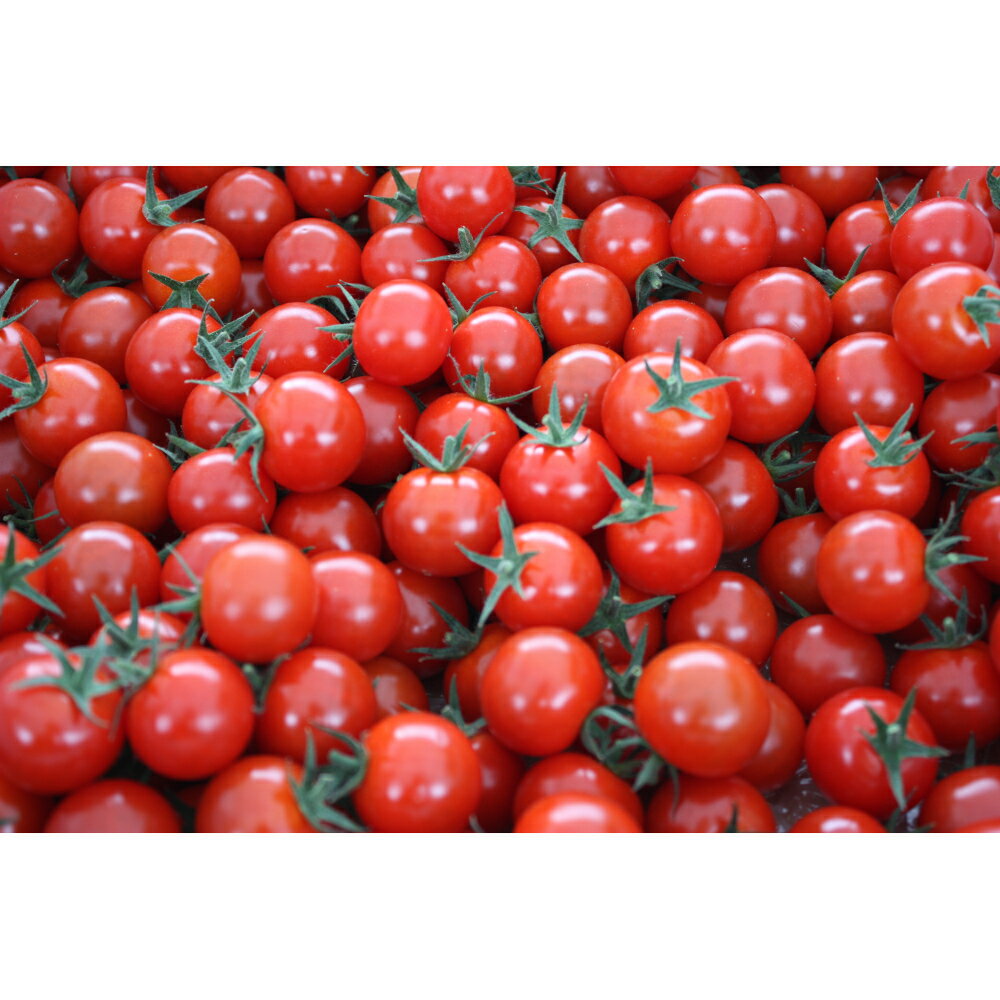 愛情たっぷり育てられた極糖トマト うふふの実 1kg×2 野菜 トマト とまと サラダ 高糖度