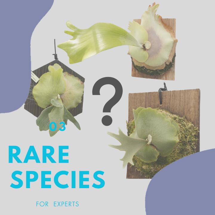 レア品種 ビカクシダ板付(ランダムセレクト)