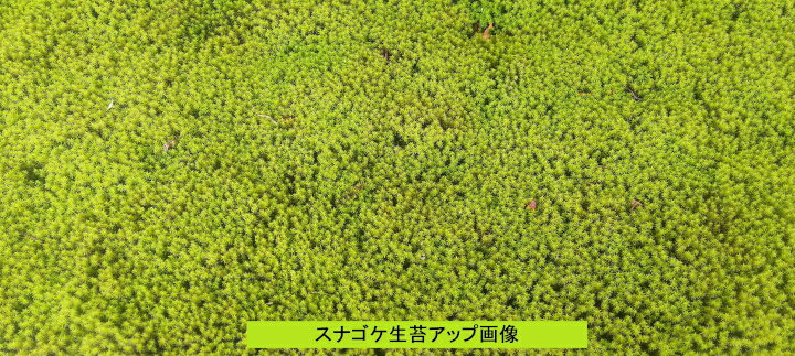 �ڤդ뤵��Ǽ�ǡۥ��ʥ�������6������1���åȡ��̳�ƻ�����졦Υ�硡�����Բġ�