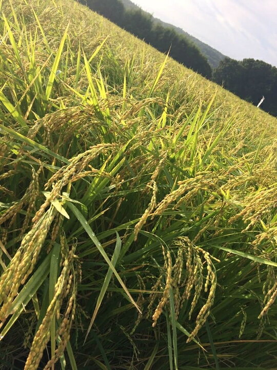 【ふるさと納税】令和7年産 じぃじが作った美味しいお米ミルキークィーン5kg【北海道・沖縄・離島　配送不可】 f282154-miki-10000770 兵庫県三木市 サンプル画像2