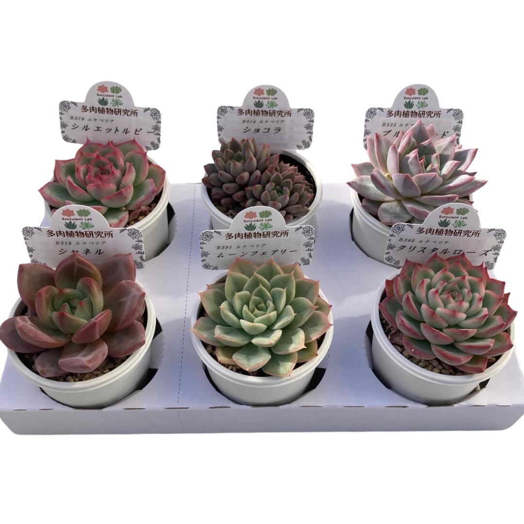 生産者直送! 多肉植物セット 2号6cmポット 6個 インテリア 高砂市[高砂市兵庫県 高砂市]